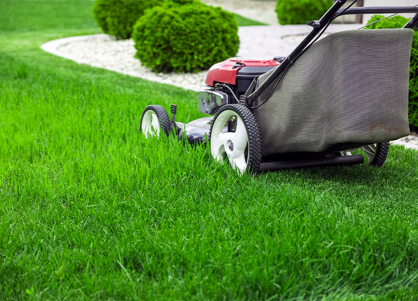 Lawn Service-image